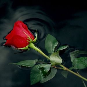 Meet your Posher, Lily